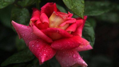 ​结婚2周年送什么花比较好? 两周年结婚纪念日礼物