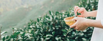 ​茶油的生长环境 茶油种植的条件 地理