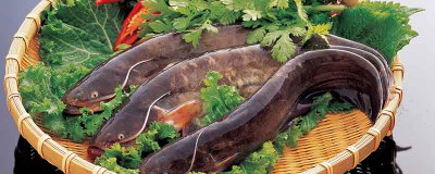 ​鲶鱼与钳鱼的区别图片视频 钳鱼和鲶鱼的区别图片