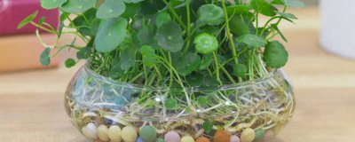 ​怎样保持屋内湿润 如何让屋里保持湿润