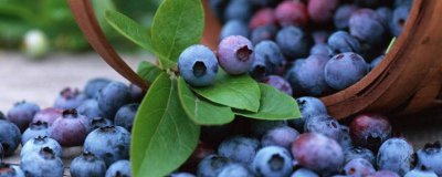 ​孕妇一天吃一盒蓝莓算多吗 孕妇一天可以吃几颗蓝莓?