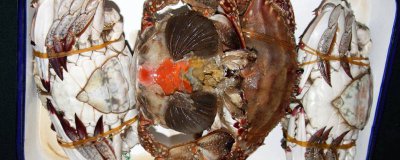 ​腌仔蟹怎么保存时间长[腌仔蟹怎么保存不会坏]