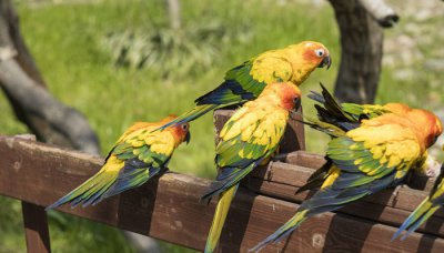 ​蓝黄金刚鹦鹉几级保护动物 紫蓝金刚鹦鹉是国家几级保护动物?