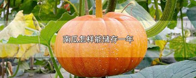 ​南瓜咋存放时间长 南瓜可存放多久