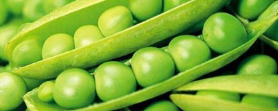 ​青豌豆长出芽 能吃吗 豌豆发芽了怎么种植
