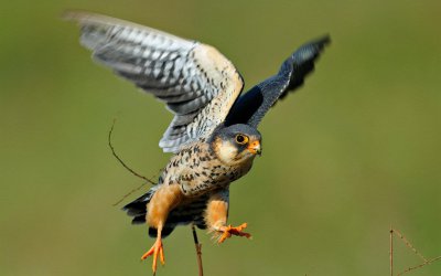 ​鸢怎么读（中国汉字：鸢的读音和意思））