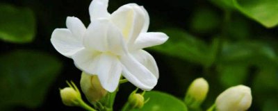 ​庭院种什么植物防蚊虫 庭院如何灭蚊