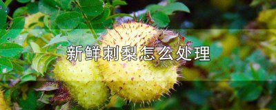 ​鲜刺梨子怎么泡水 新鲜刺梨可以煮水喝吗