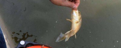 ​狼牙鱼钩适合钓什么鱼 竞技狼牙鱼钩适合野钓吗