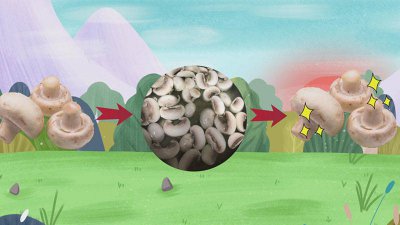 ​口蘑做前用焯水吗 口蘑需要用水焯吗