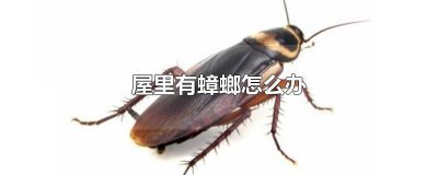 ​屋里有蟑螂怎么办怎么能消灭干净 屋里有蟑螂怎么办?没有药怎么办?