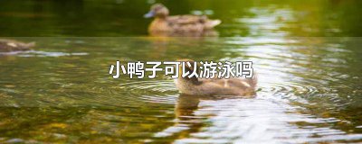 ​小鸭子可以不游泳吗为什么 小鸭子可以不游泳吗视频