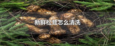 ​新鲜松茸的清洗 如何洗新鲜松茸