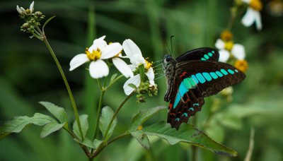 ​凤尾蝶有毒吗能吃吗 凤尾蝶有毒吗会咬人吗