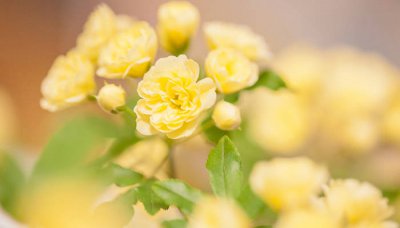 ​黄刺玫的果实能不能吃 黄刺玫的果子能吃吗