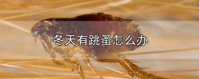​冬天怎么除跳蚤 夏天有跳蚤怎么办