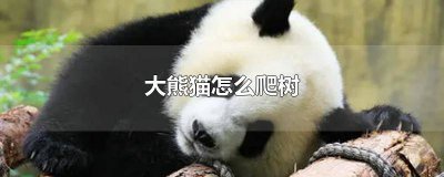​大熊猫怎么爬树的作文 大熊猫怎么爬树的视频