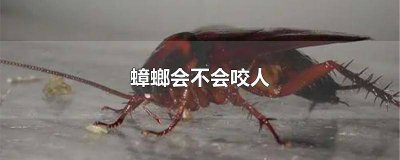 ​蟑螂会不会咬人体本身的伤口 蟑螂会不会咬人妈妈