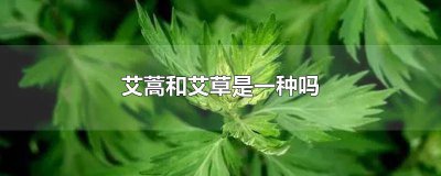 ​茵陈艾蒿和艾草是一种吗 艾蒿和艾草是一种吗图片
