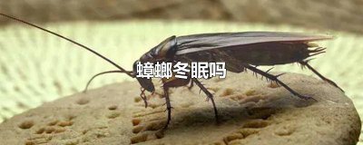 ​蟑螂冬眠? 蟑螂会不会冬眠
