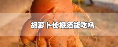 ​胡萝卜长根须能吃吗