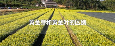 ​黄金芽和黄金芽的区别在哪里 黄芽与黄金芽区别