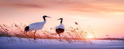 ​丹顶鹤有什么寓意 丹顶鹤什么寓意