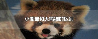 ​小熊猫和大熊猫一样吗 大熊猫是熊还是猫视频讲解