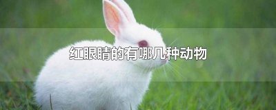 ​眼睛红红的动物有哪些 什么动物眼睛红的动物