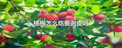 ​杨梅用剥皮吗 杨梅需要剥皮吗