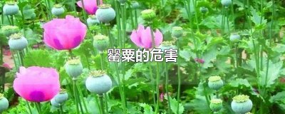 ​罂粟的危害手抄报的内容 罂粟的危害作文