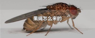 ​有白眼雌果蝇吗 白眼雄性果蝇