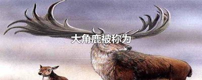 ​大角鹿被称为什么鹿? 大角鹿被称为爱尔兰麋鹿还是北美驯鹿