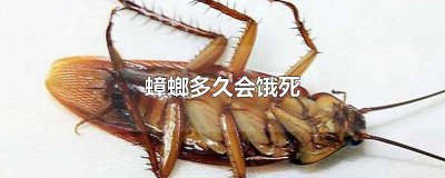 ​蟑螂多久会饿死 蟑螂多少天会饿死