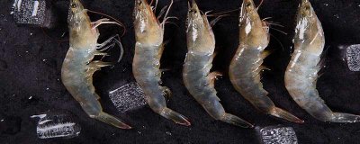 ​养海虾最主要注意什么 海虾养殖从小到大需要多长时间