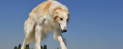 ​胡狼的特点 胡狼的特点