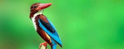 ​盔犀鸟的特点 盔犀鸟的寓意