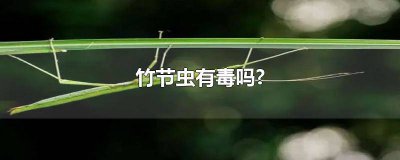 ​竹节虫有毒吗可以入药吗视频 竹节虫有毒吗可以入药吗图片