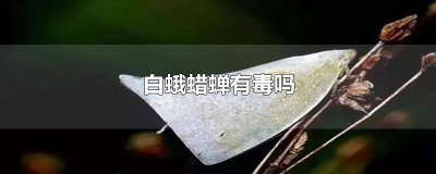 ​白蛾蜡蝉用什么农药 白蜡蝉成虫