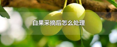 ​白果采摘后怎么晒制 白果怎样晾晒