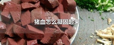 ​猪血怎么凝成块 猪血这么凝固