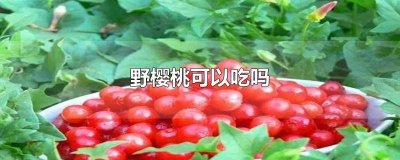 ​野生山樱桃能吃吗 野樱桃好吃吗