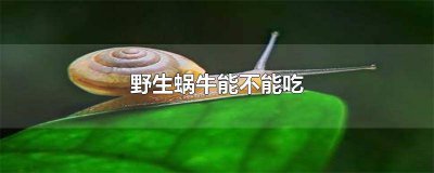 ​野生蜗牛能吃什么 野生蜗牛可以吃吗?