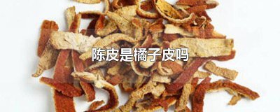 ​陈皮与陈橘皮 陈橘皮和陈皮