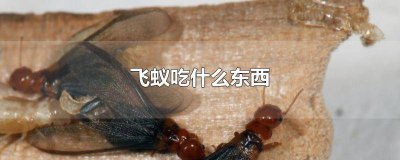 ​吃了飞蚁会怎么样 飞白蚁可以吃吗