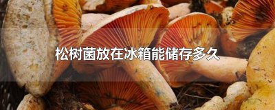 ​松树菌怎样保存最久 松菌可以放冰箱冷藏吗