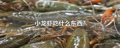 ​小龙虾是吃什么食物的 龙虾小龙虾吃什么