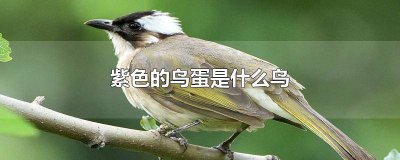 ​紫色的鸟蛋是什么鸟怎么孵化出来的 紫色的鸟蛋是什么鸟下的