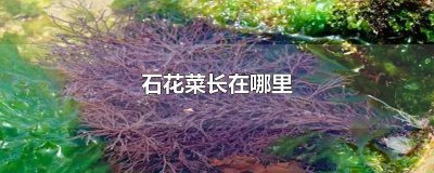 ​石花菜是怎么来的 石花菜生长在哪里图片