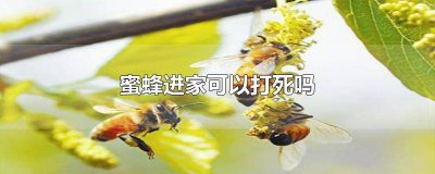 ​蜜蜂进屋里多久死 飞进家里的蜜蜂可以打死吗